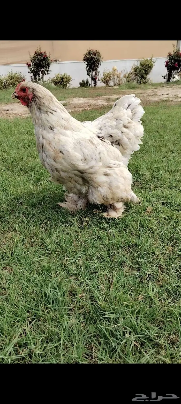 للبيع دجاجه أمريكيه 3