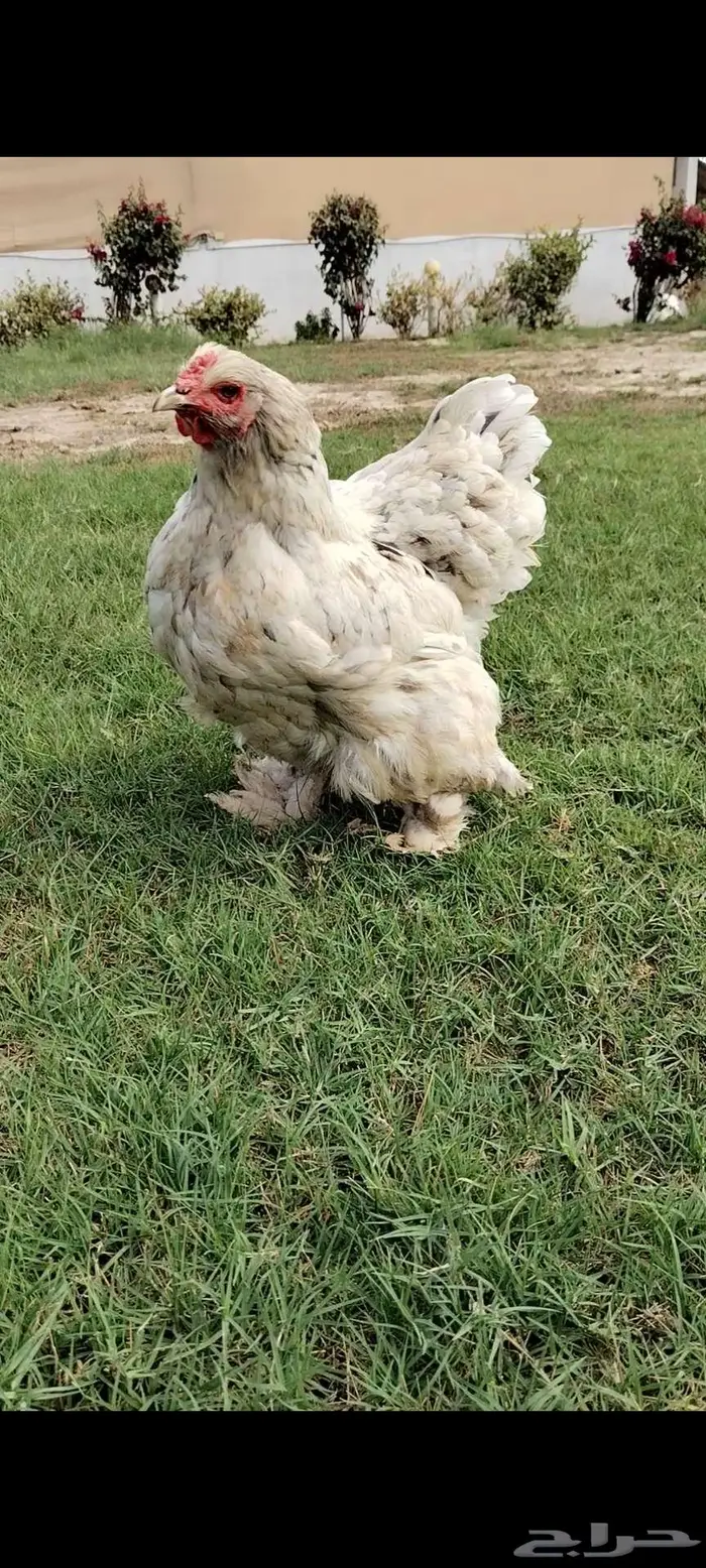 للبيع دجاجه أمريكيه 0