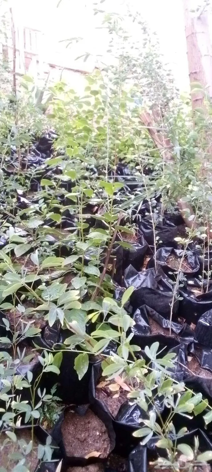 شتلات سدر ولوز بلدي وجهنميه 0