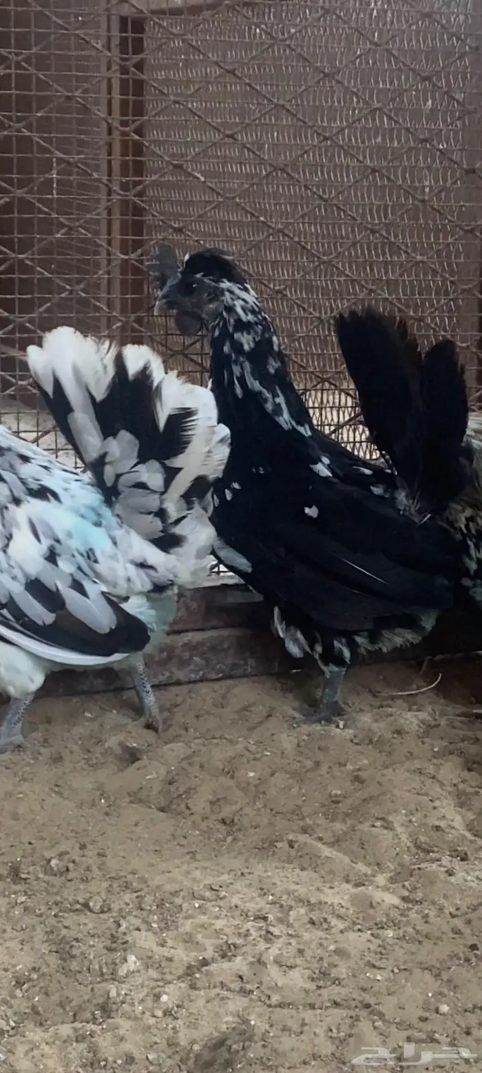 دجاج حباحب ديك ودجاجتين 1