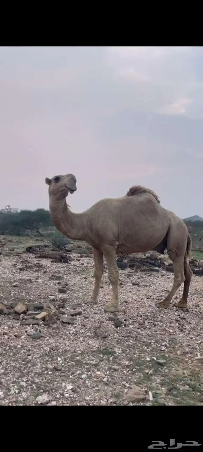 بعير فحل 0