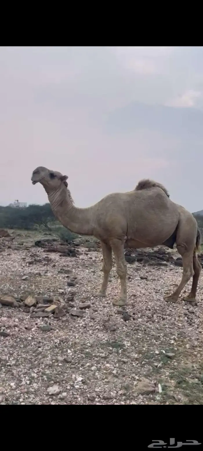 بعير فحل 1