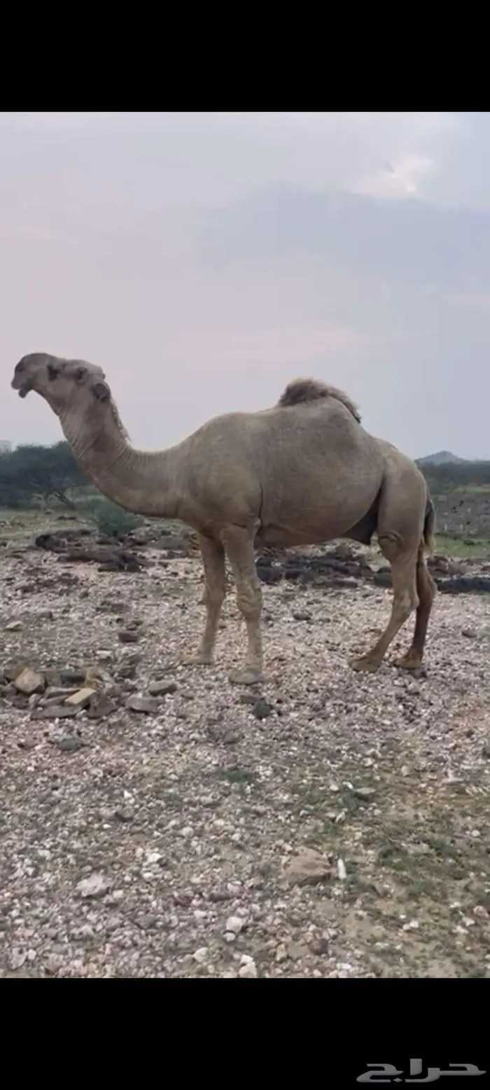 بعير فحل 2