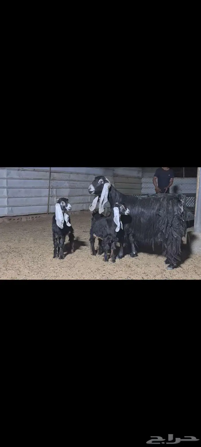 عنز عارضيه متبع بتيسين 4