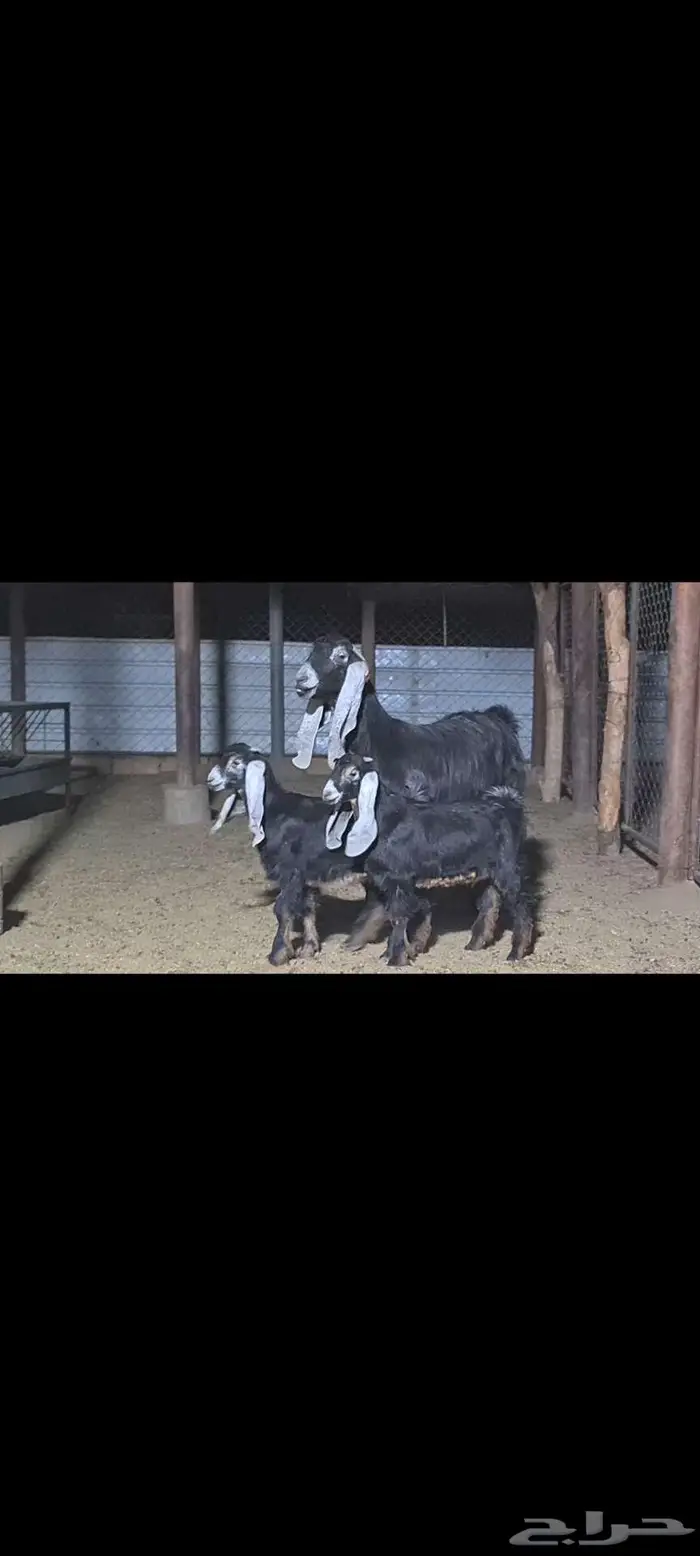 عنز عارضيه متبع بتيسين 1