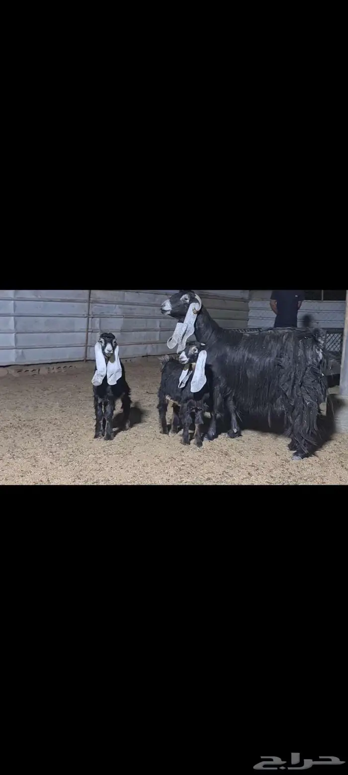 عنز عارضيه متبع بتيسين 3