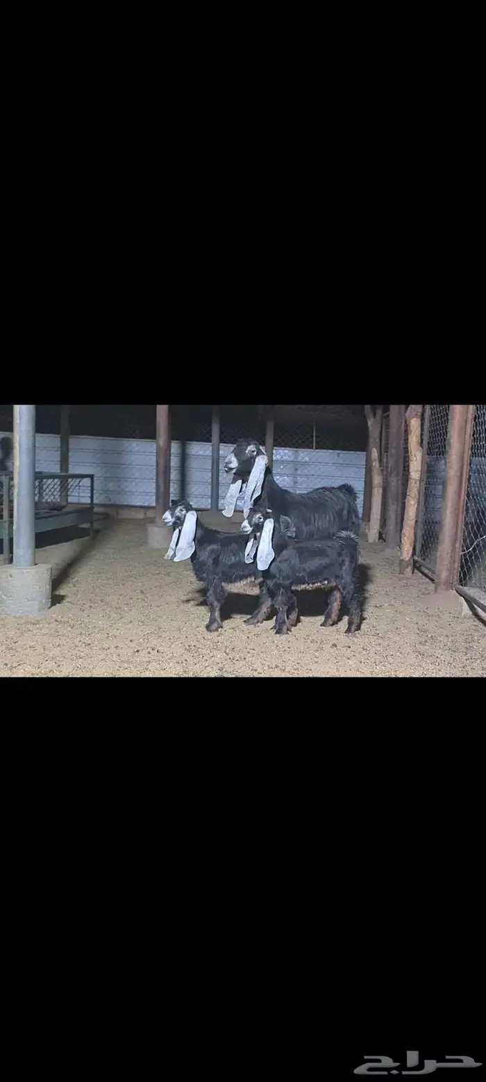 عنز عارضيه متبع بتيسين 0