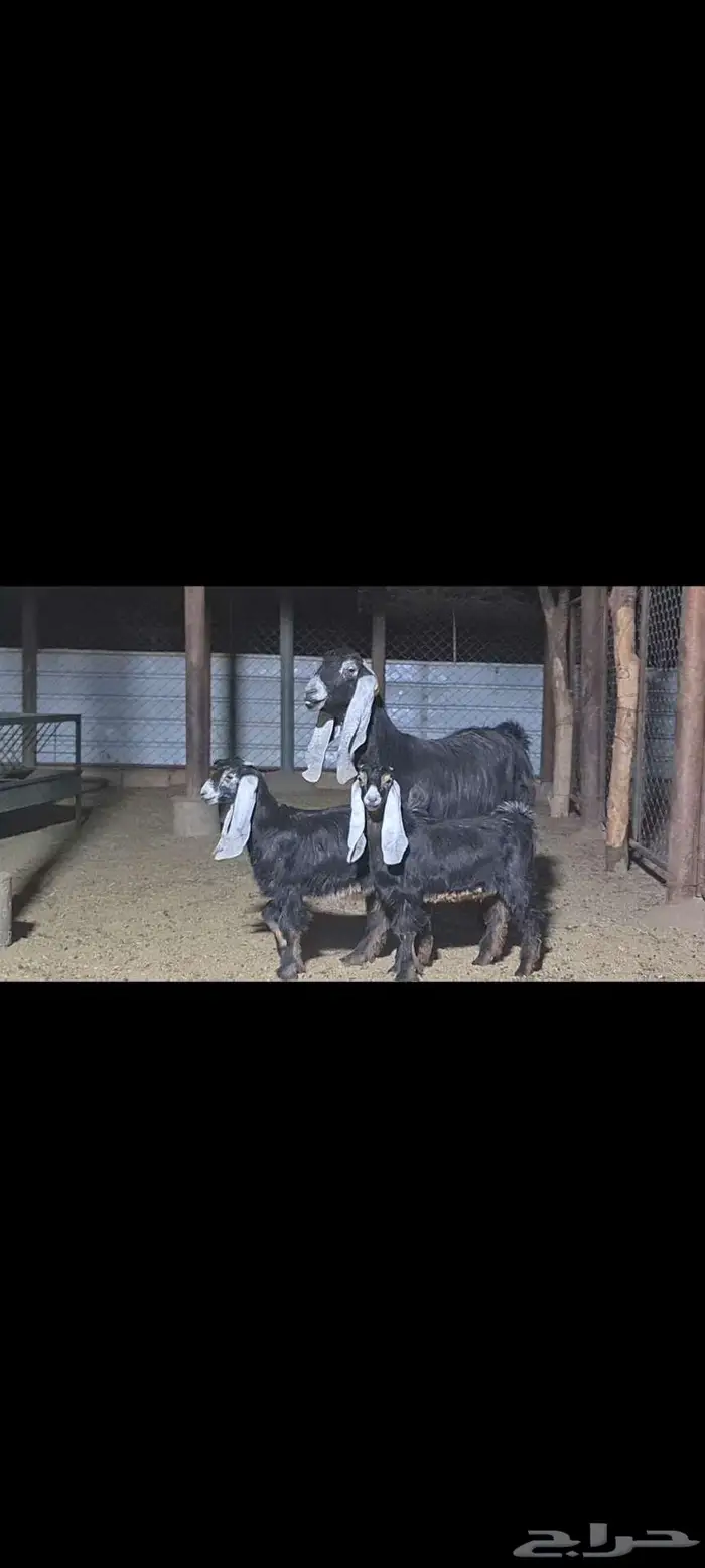 عنز عارضيه متبع بتيسين 2