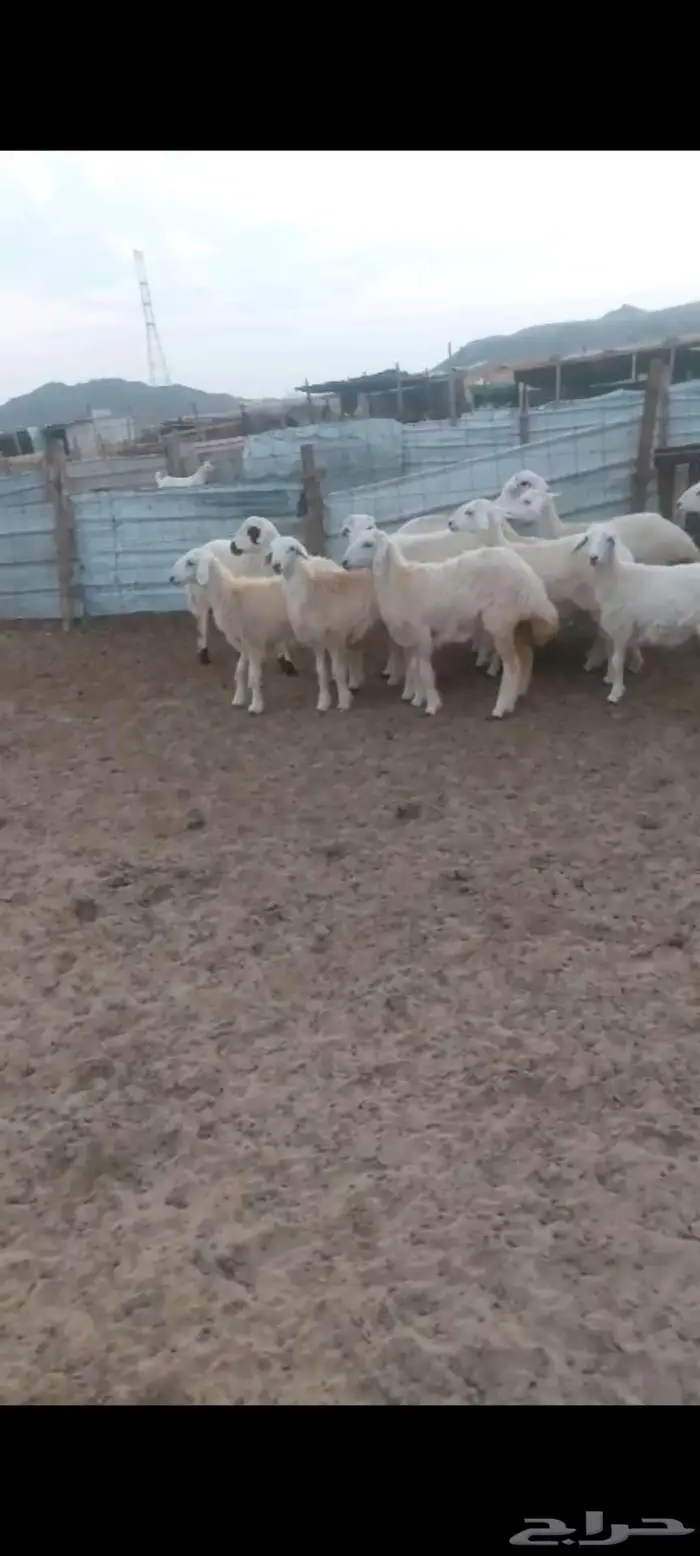 طليان ورخال مناسبات ثلاجة. بهم تربية. ورخال مقنا 2