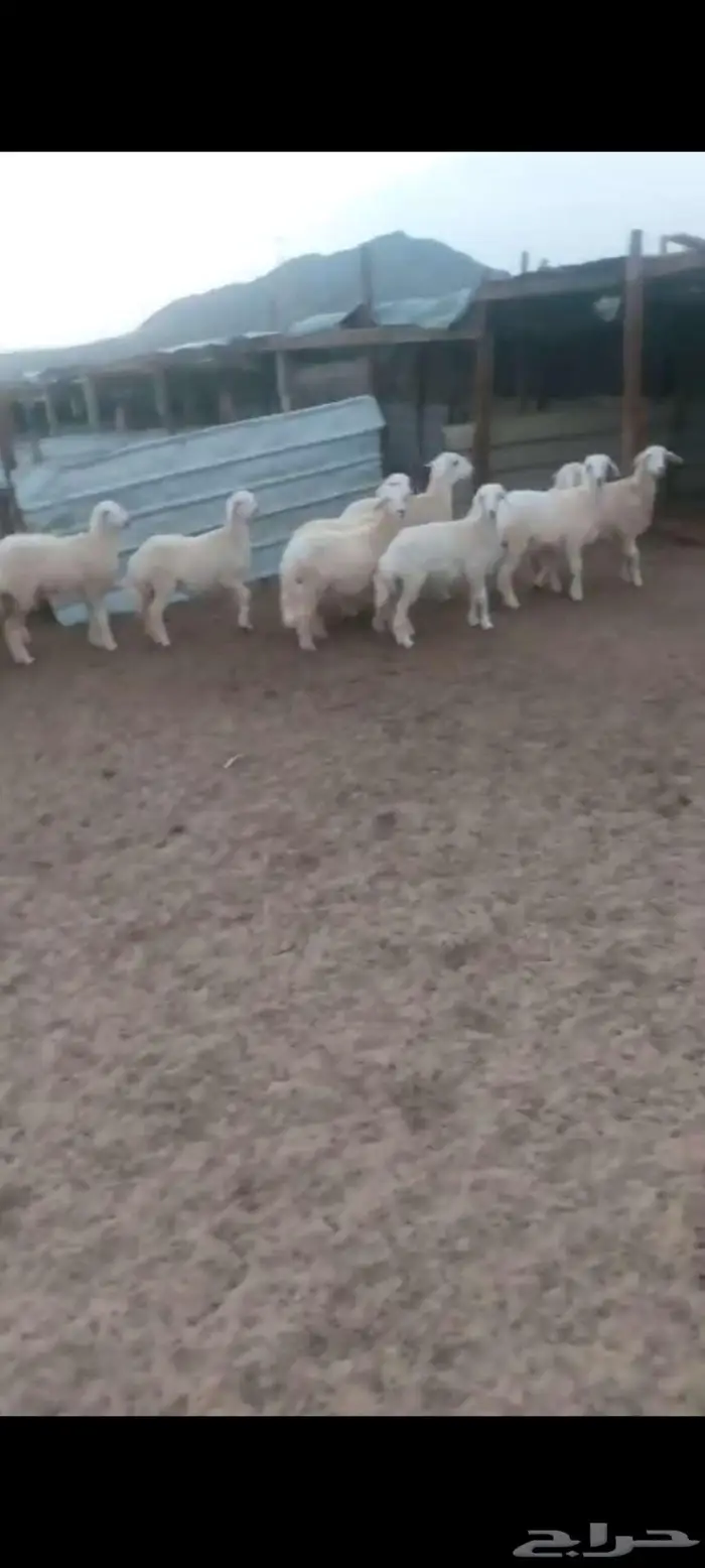 طليان ورخال مناسبات ثلاجة. بهم تربية. ورخال مقنا 1