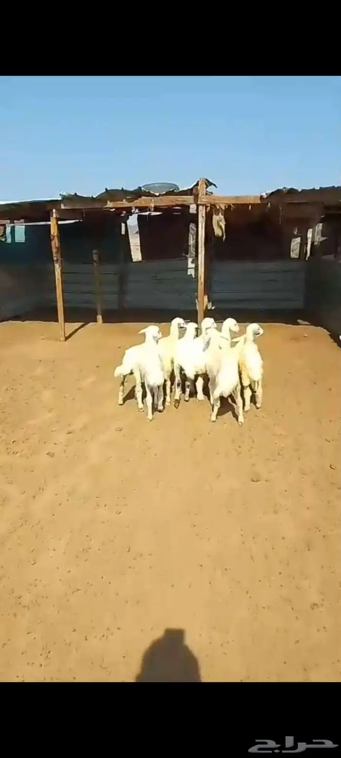 طليان ورخال مناسبات ثلاجة. بهم تربية. ورخال مقنا 6