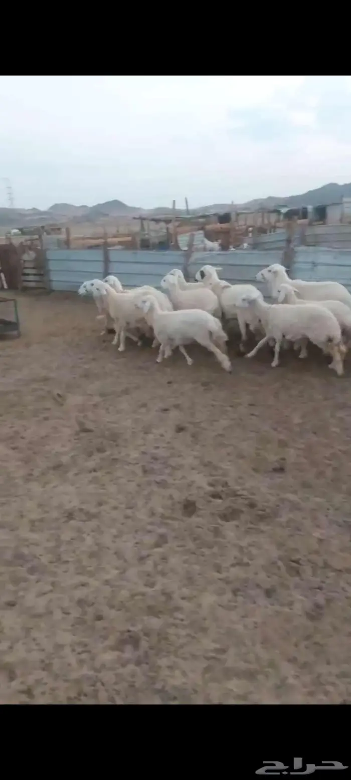 طليان ورخال مناسبات ثلاجة. بهم تربية. ورخال مقنا 0