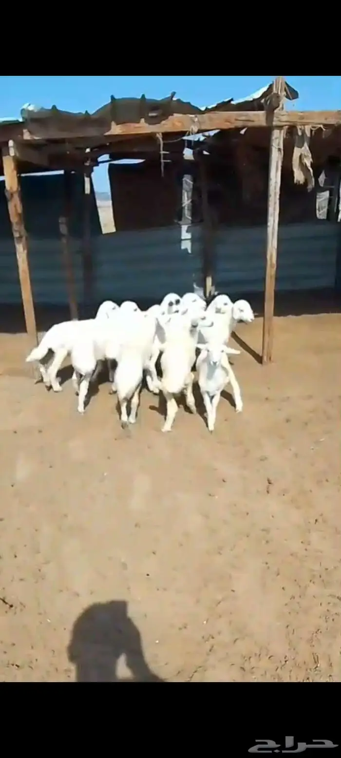 طليان ورخال مناسبات ثلاجة. بهم تربية. ورخال مقنا 5