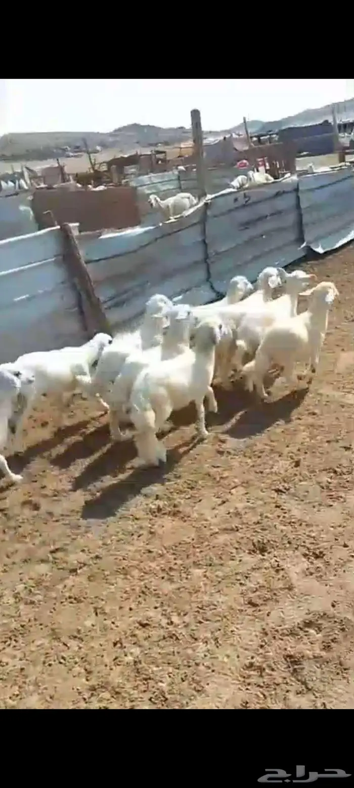 طليان ورخال مناسبات ثلاجة. بهم تربية. ورخال مقنا 4