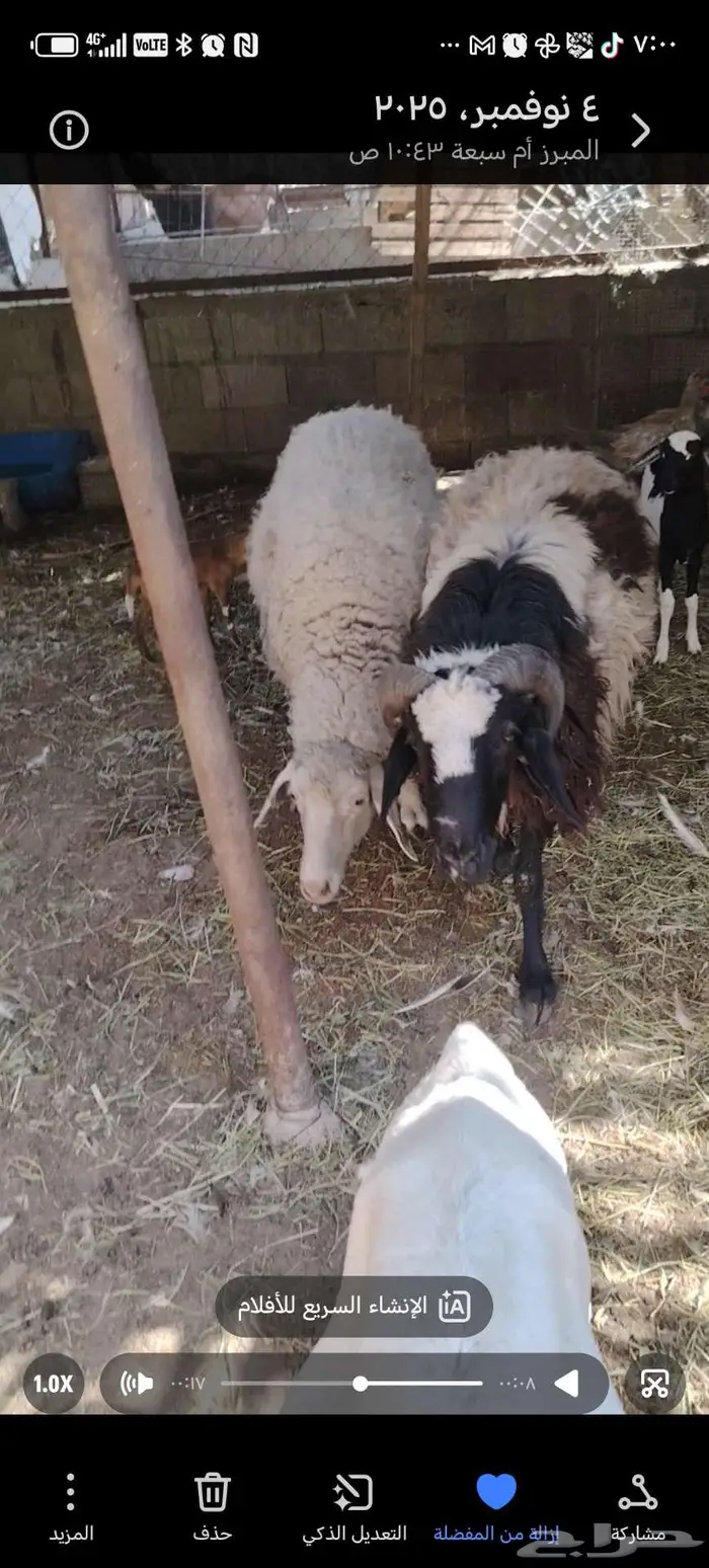 خروف ورخله 0