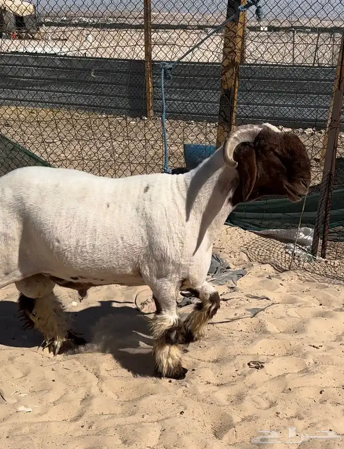 جذع نعيم طيب 1