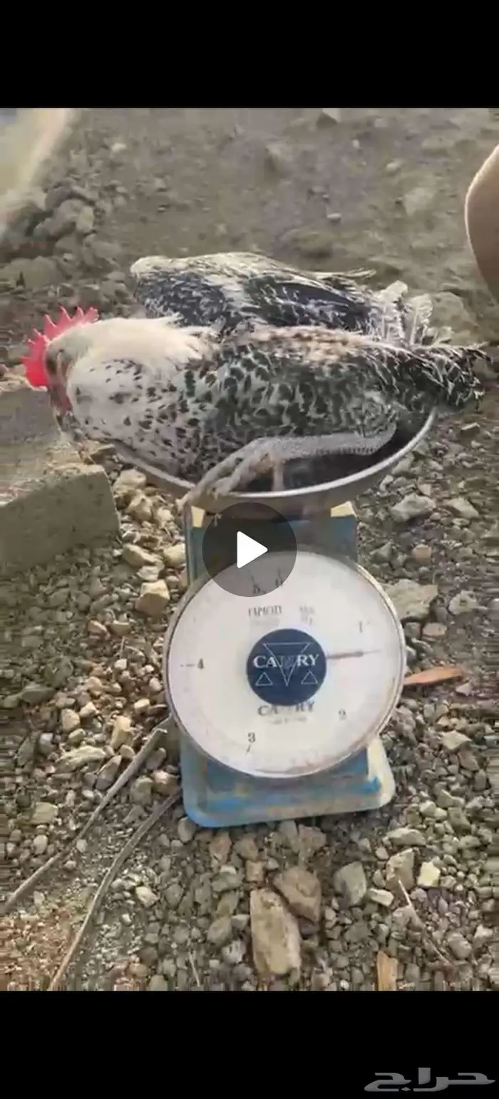 ديوك بلدي وسمان ودجاج لذبح 2