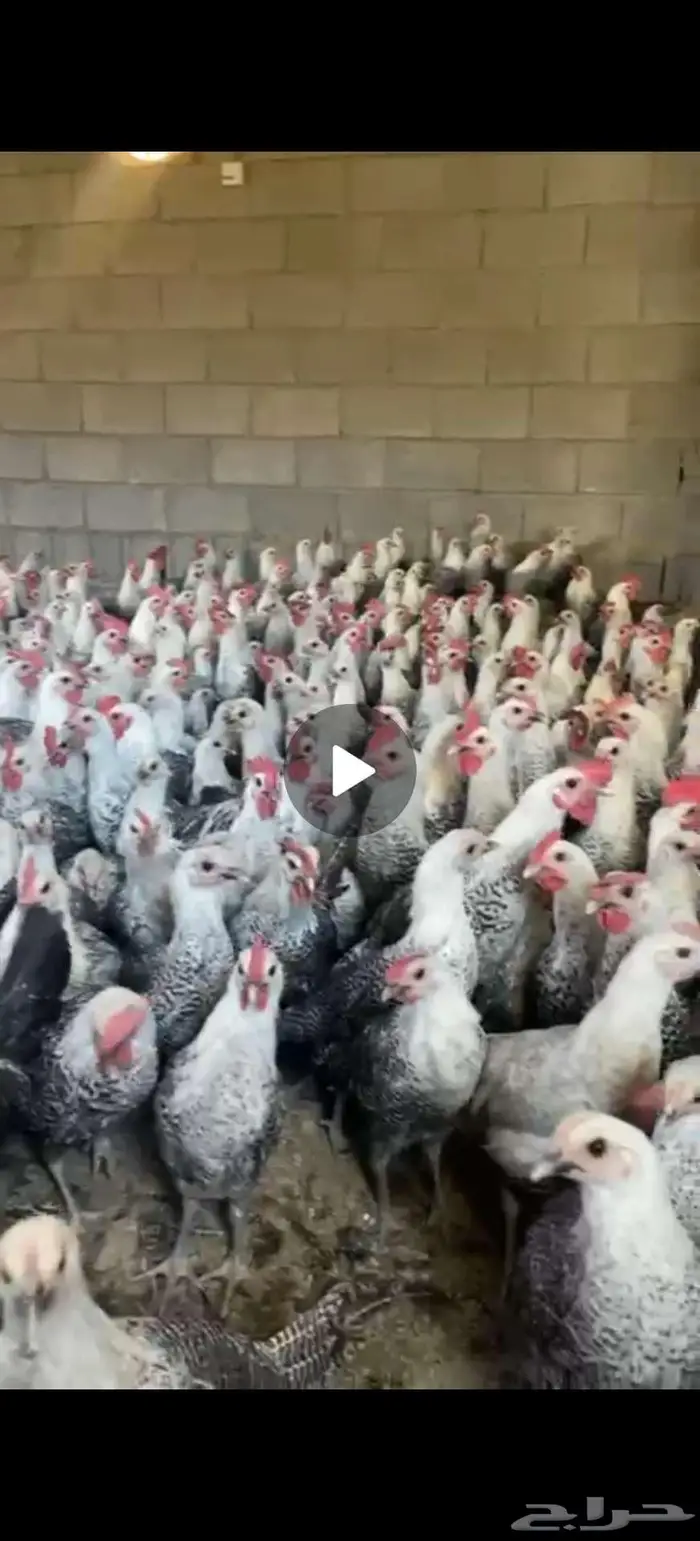 ديوك بلدي وسمان ودجاج لذبح 3