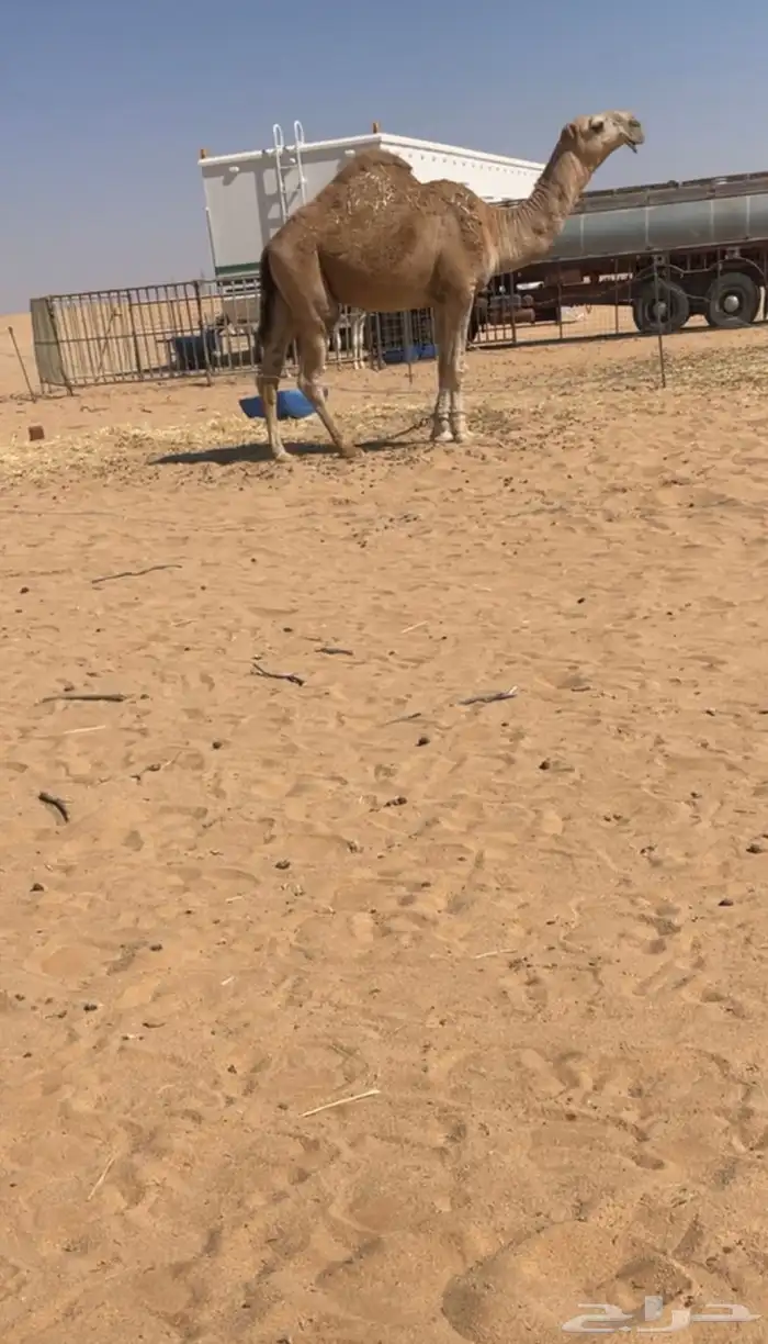 قعود اشقح جذع باتلي 0