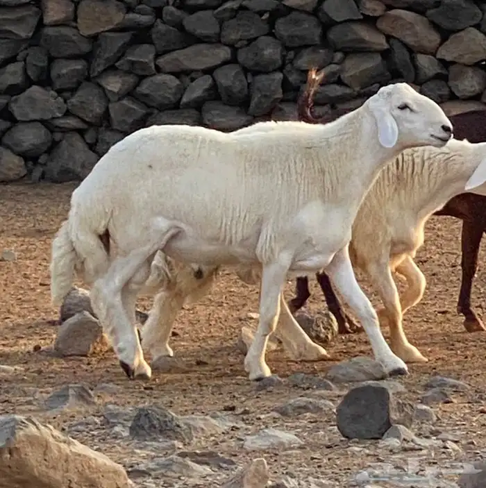 مشروف فحل انتاج المراح 0