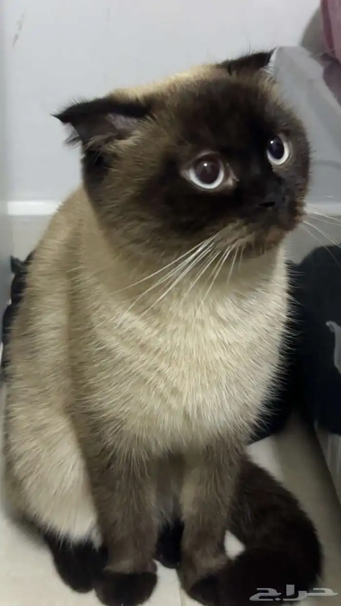 قطه هملايا 0