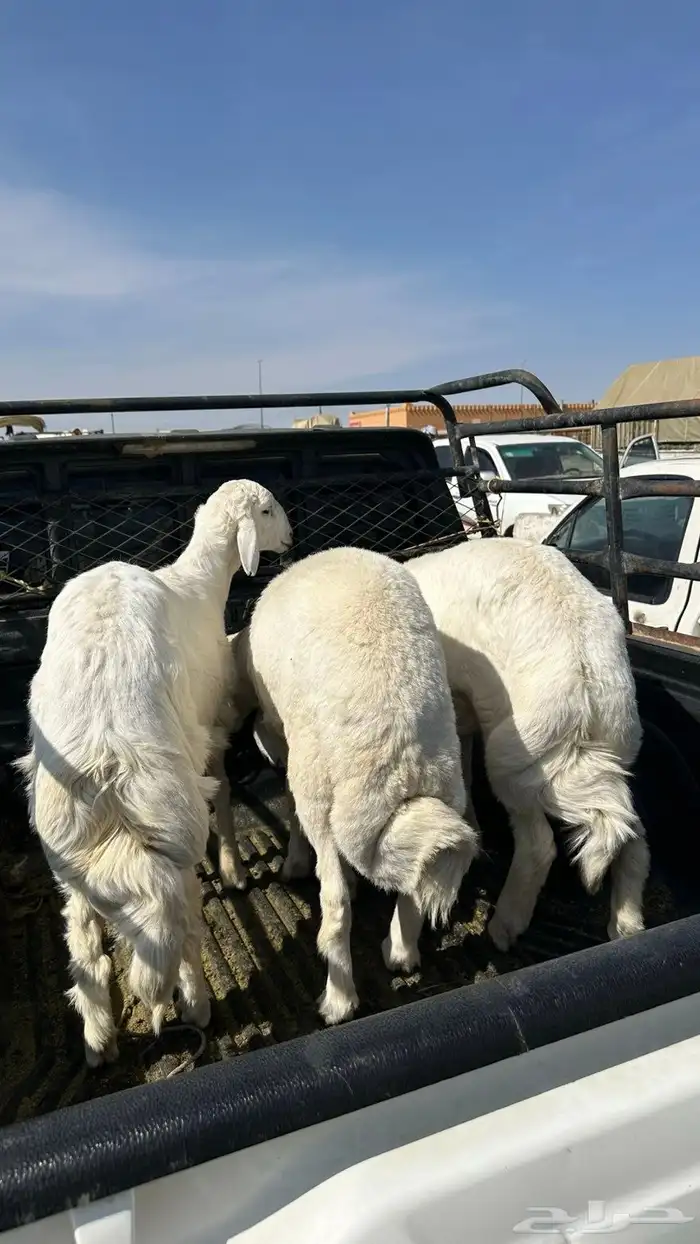 خرفان جبره 0