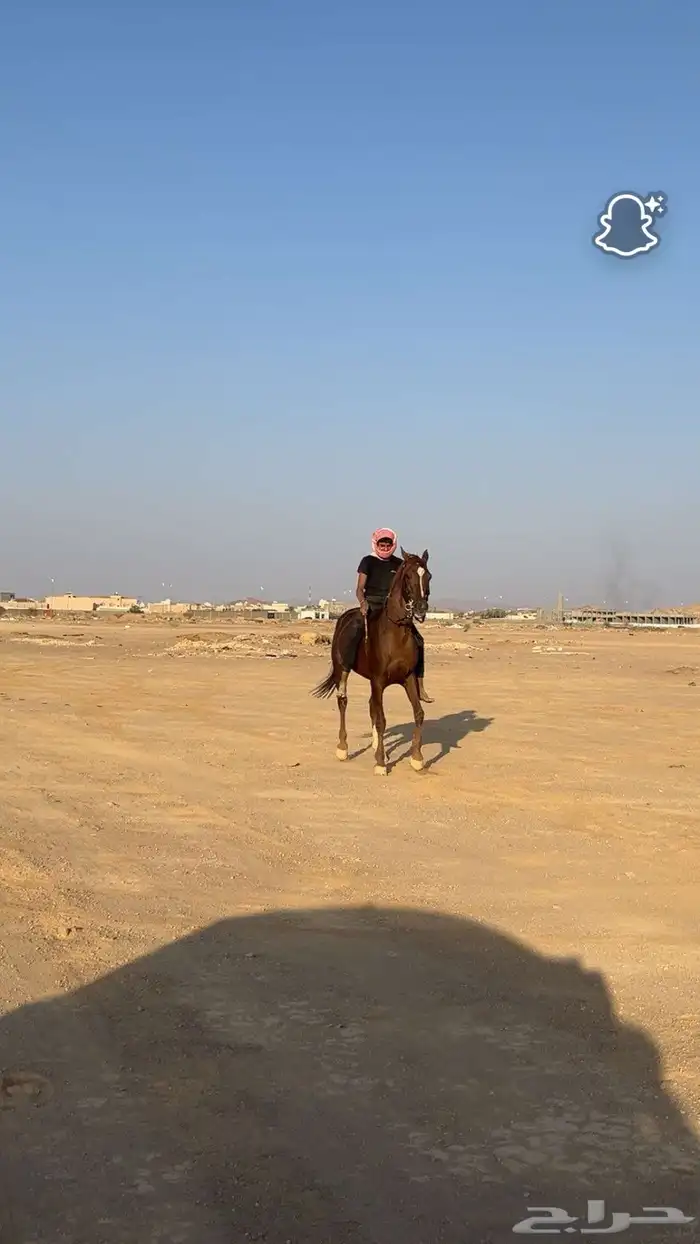 حصان شعبي كفو 3