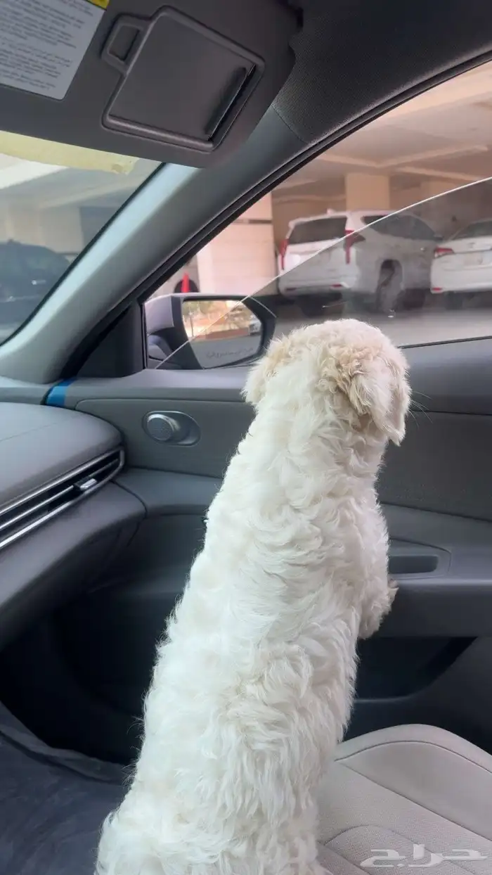 كلب لي التبني برسوم نوعه مالتيز نظيف 1