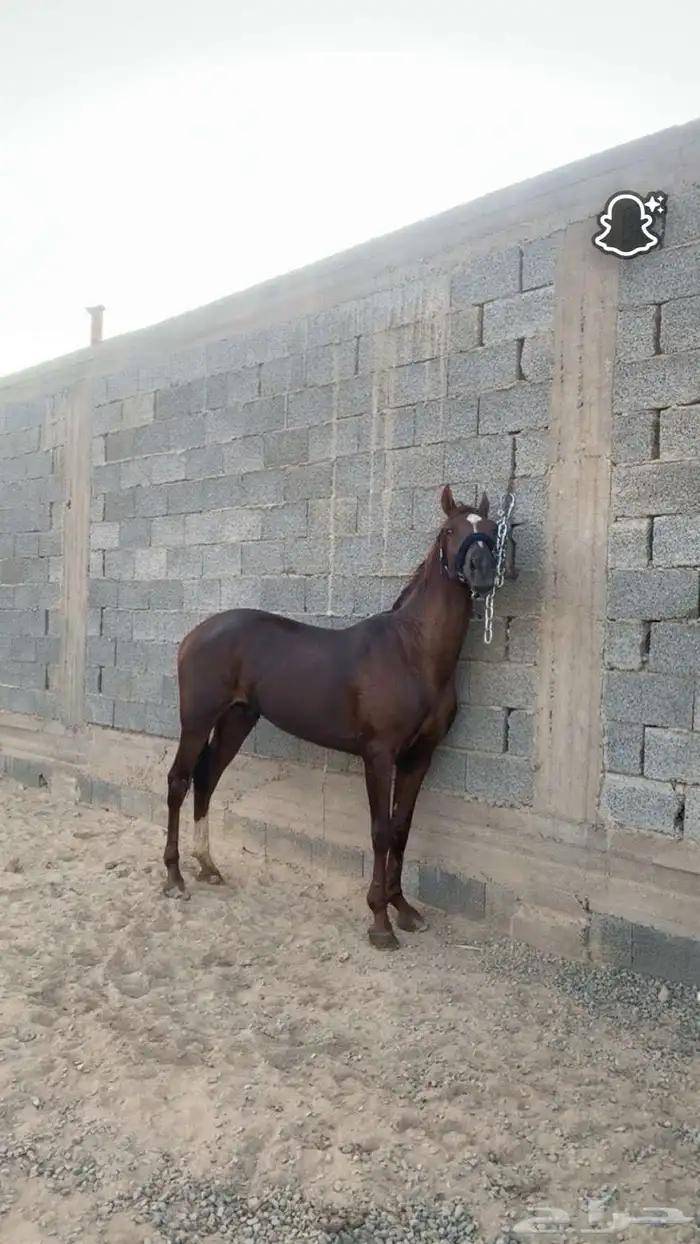 حصان شعبي كفو 0