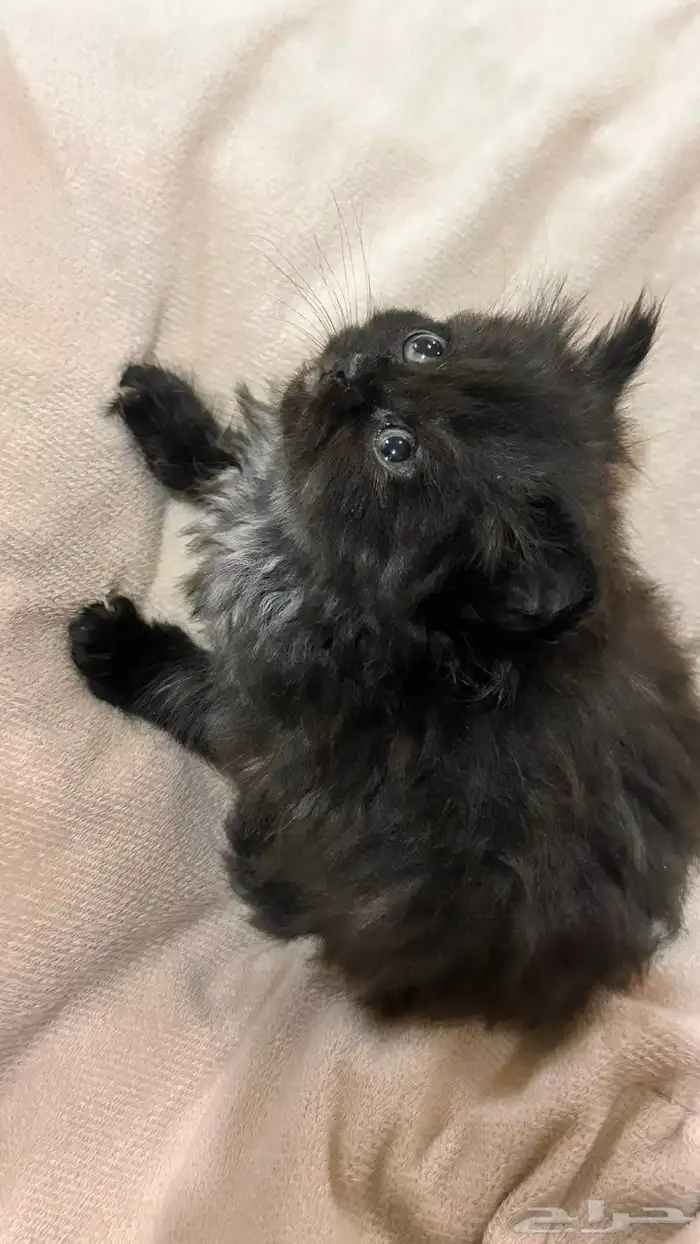 قطة شيرازي 1