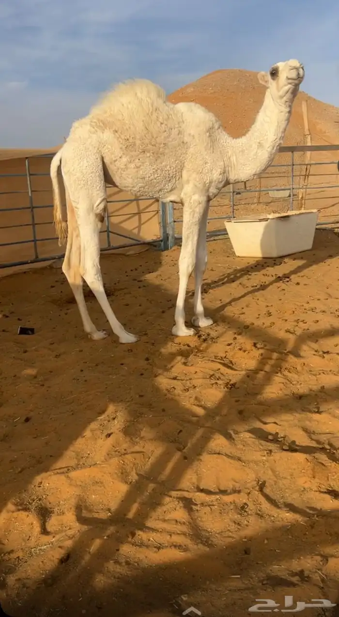 عشرا وضحى بدون بنتها 4