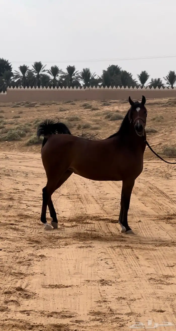 فرس واهو فاخره ولقاح ثقيل 1