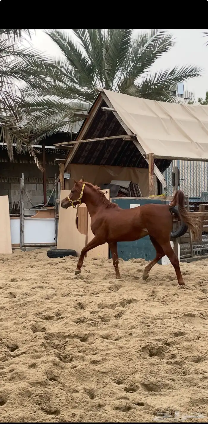 حصان مصري حصان واهو 8