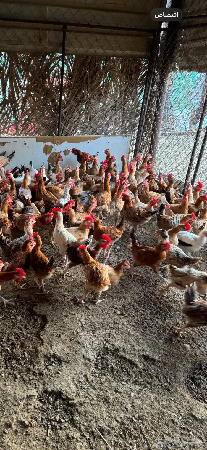 ديكه للبيع 0