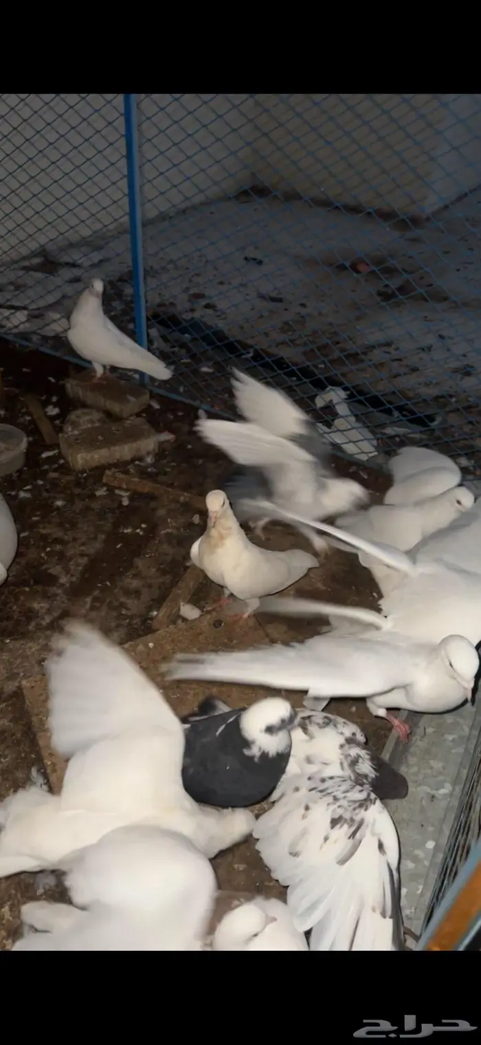 حمام مشكل جمله 2