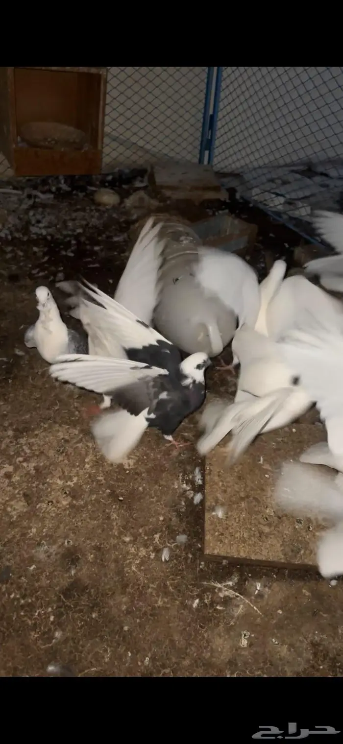 حمام مشكل جمله 0