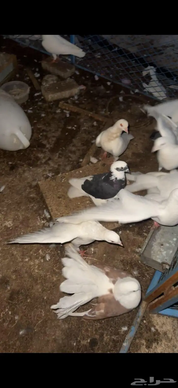 حمام مشكل جمله 1