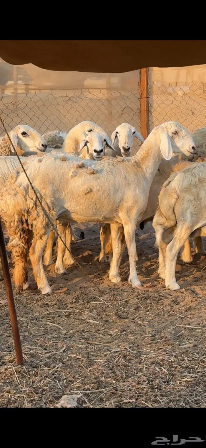 رخل سواكنيه ابوها حري وامها درمانيه صنف 3