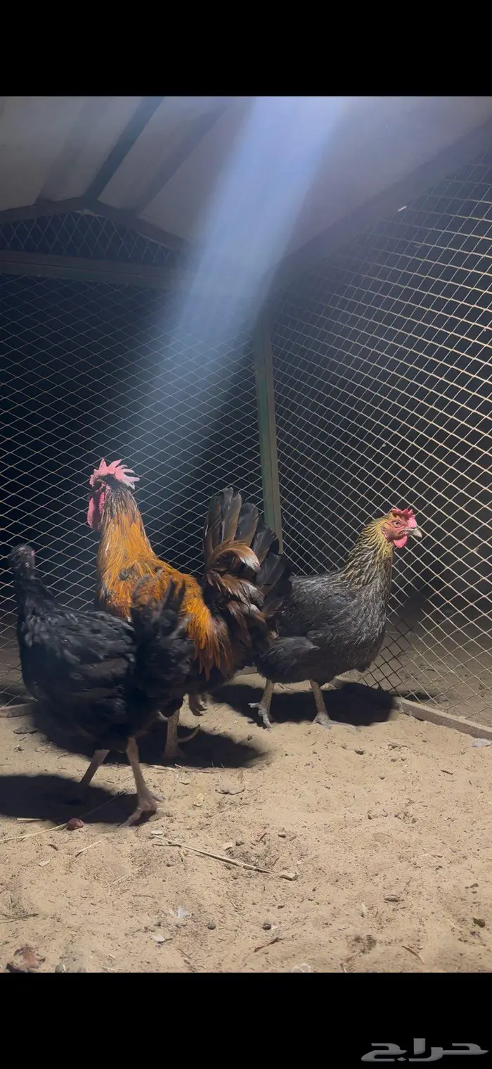 دجاج تركي 1