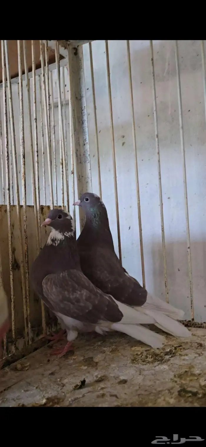 جوز قطايف حمر درع صافي من طيور الهزاع 0