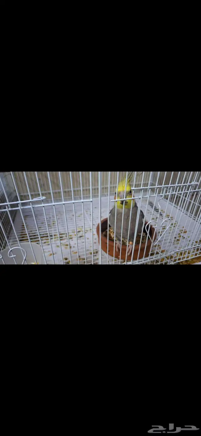 كروانات ذكور عدد 3 4