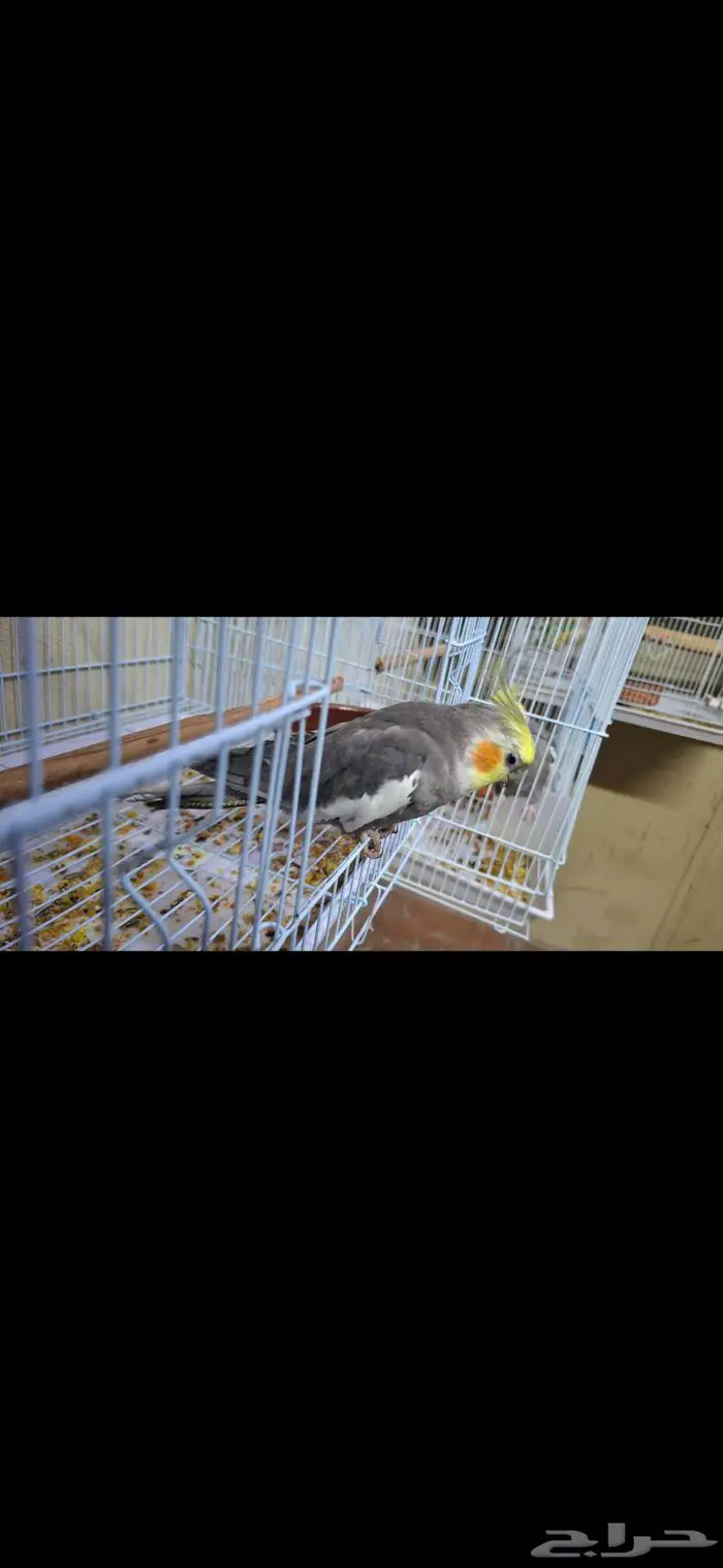 كروانات ذكور عدد 3 3