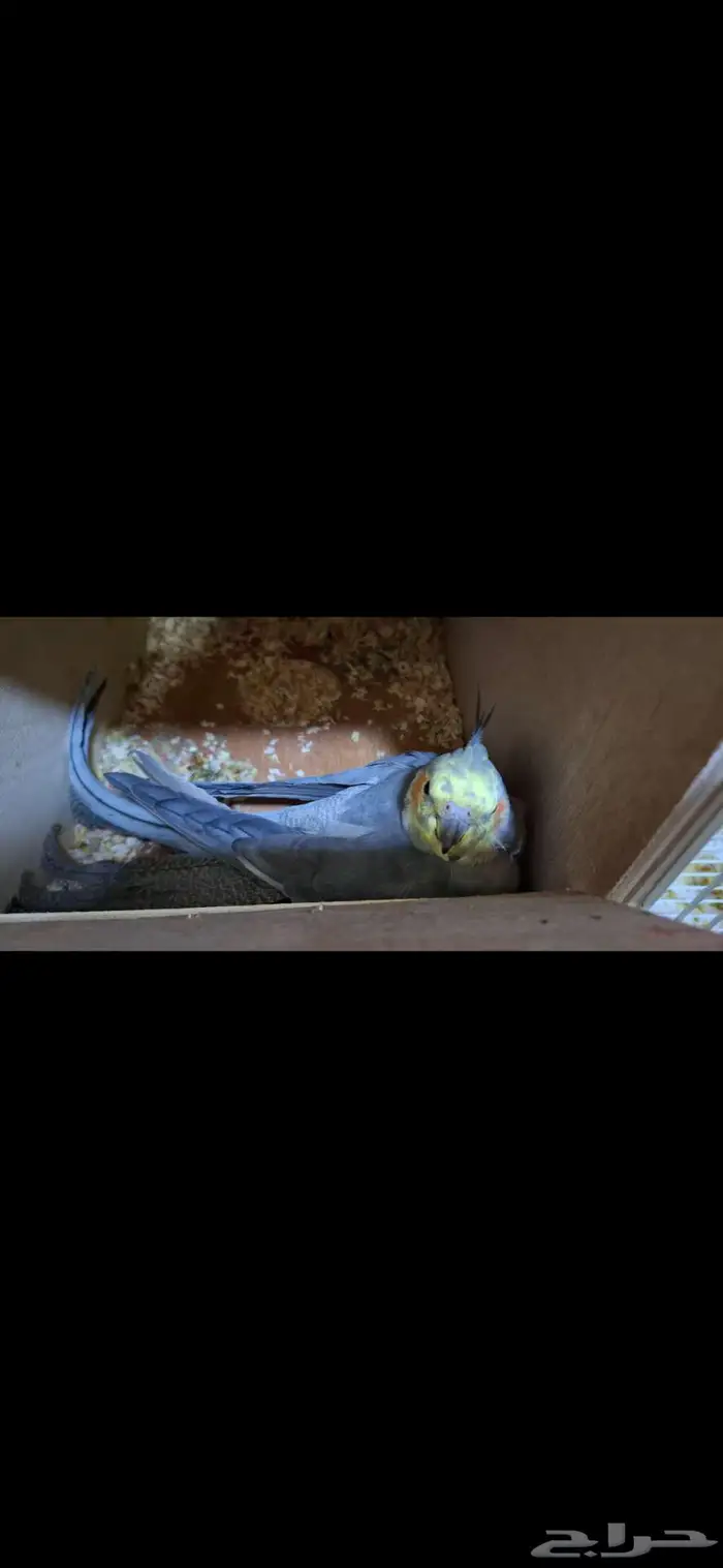 كروانات ذكور عدد 3 0