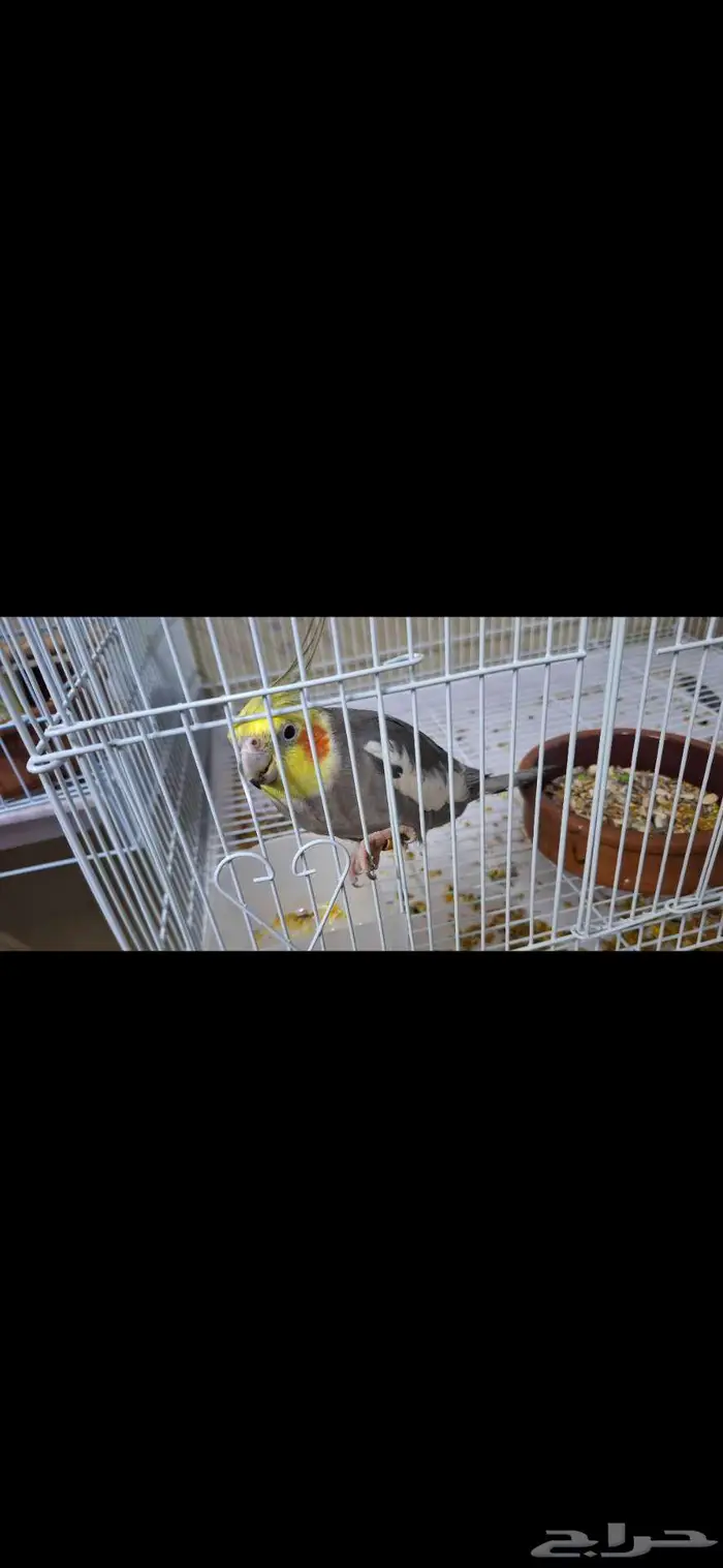 كروانات ذكور عدد 3 1