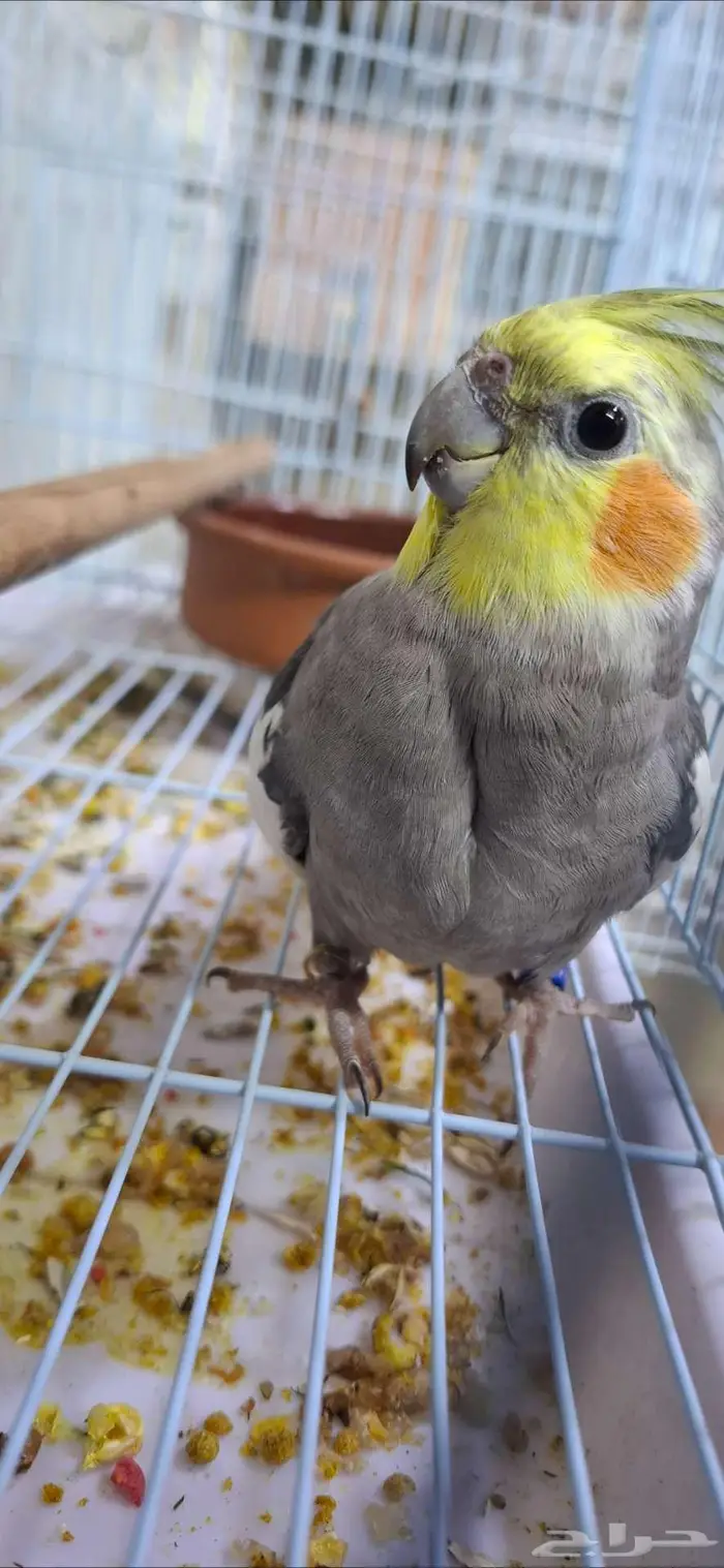 كروانات ذكور عدد 3 5