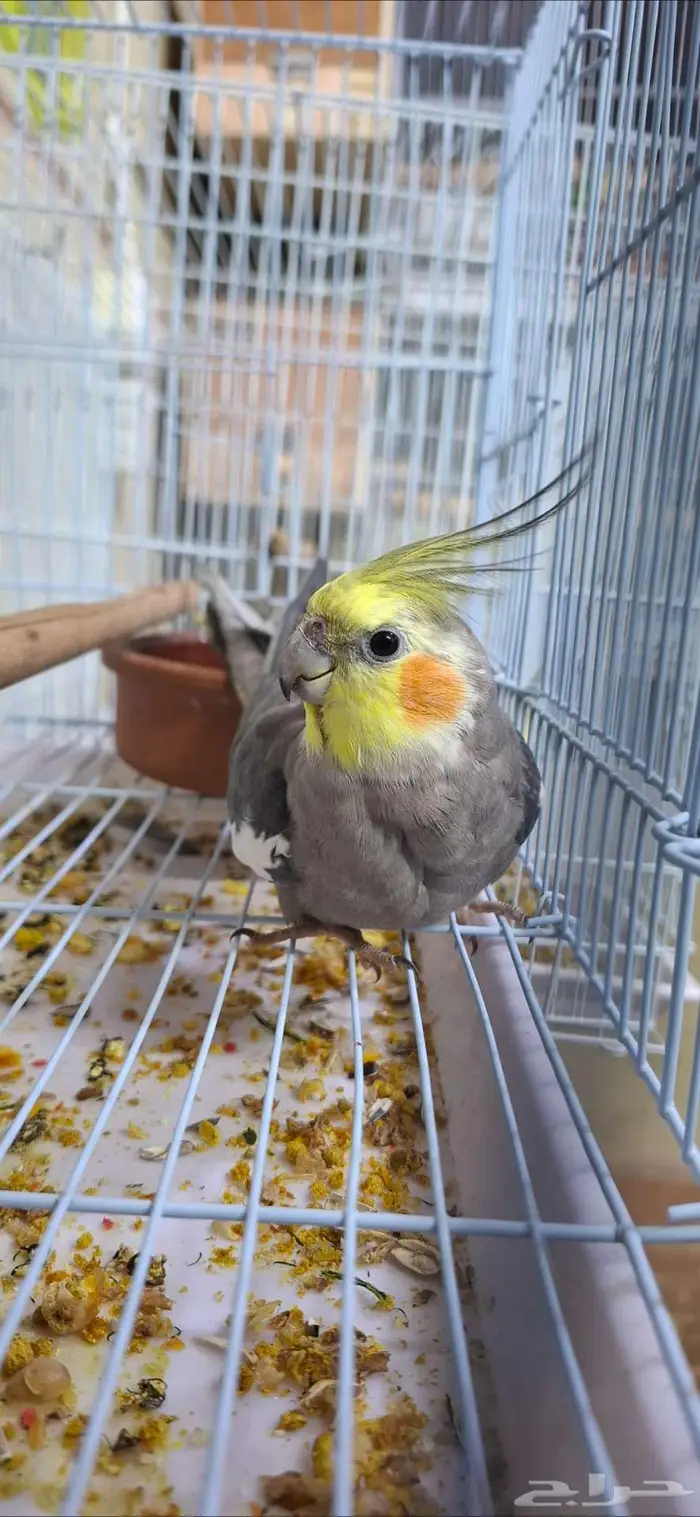 كروانات ذكور عدد 3 2