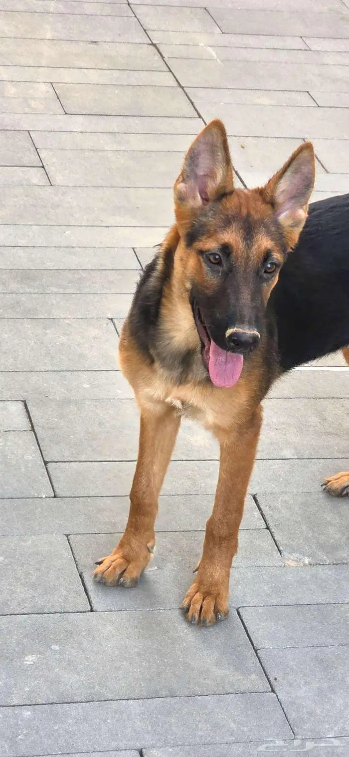 كلاب اليفة حراسة جيرمن مطعمة ومحصنة العمر 5 اشهر 0