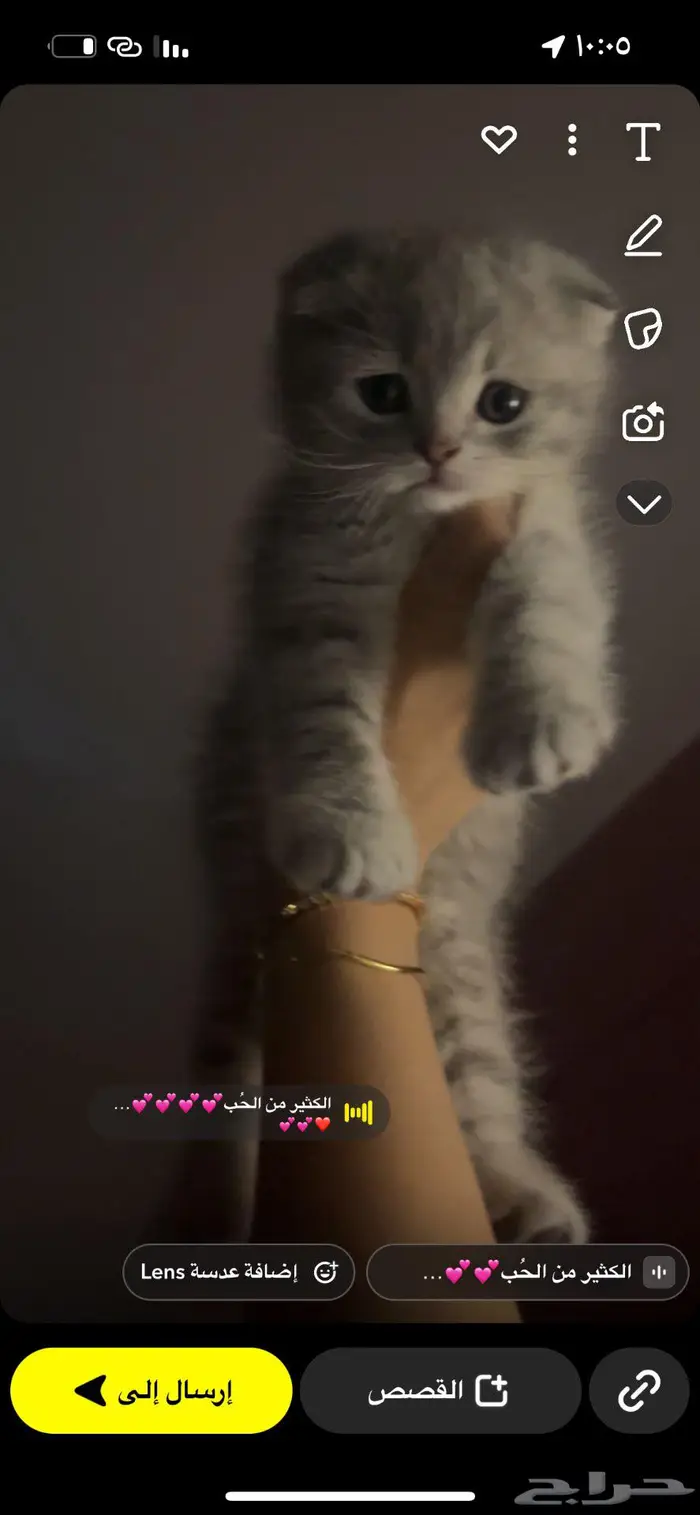 قطط سكوتش فولد 6