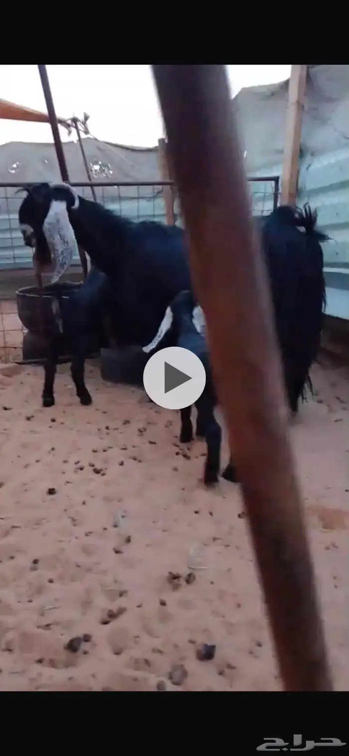 عنز عارضيه متاومه 1