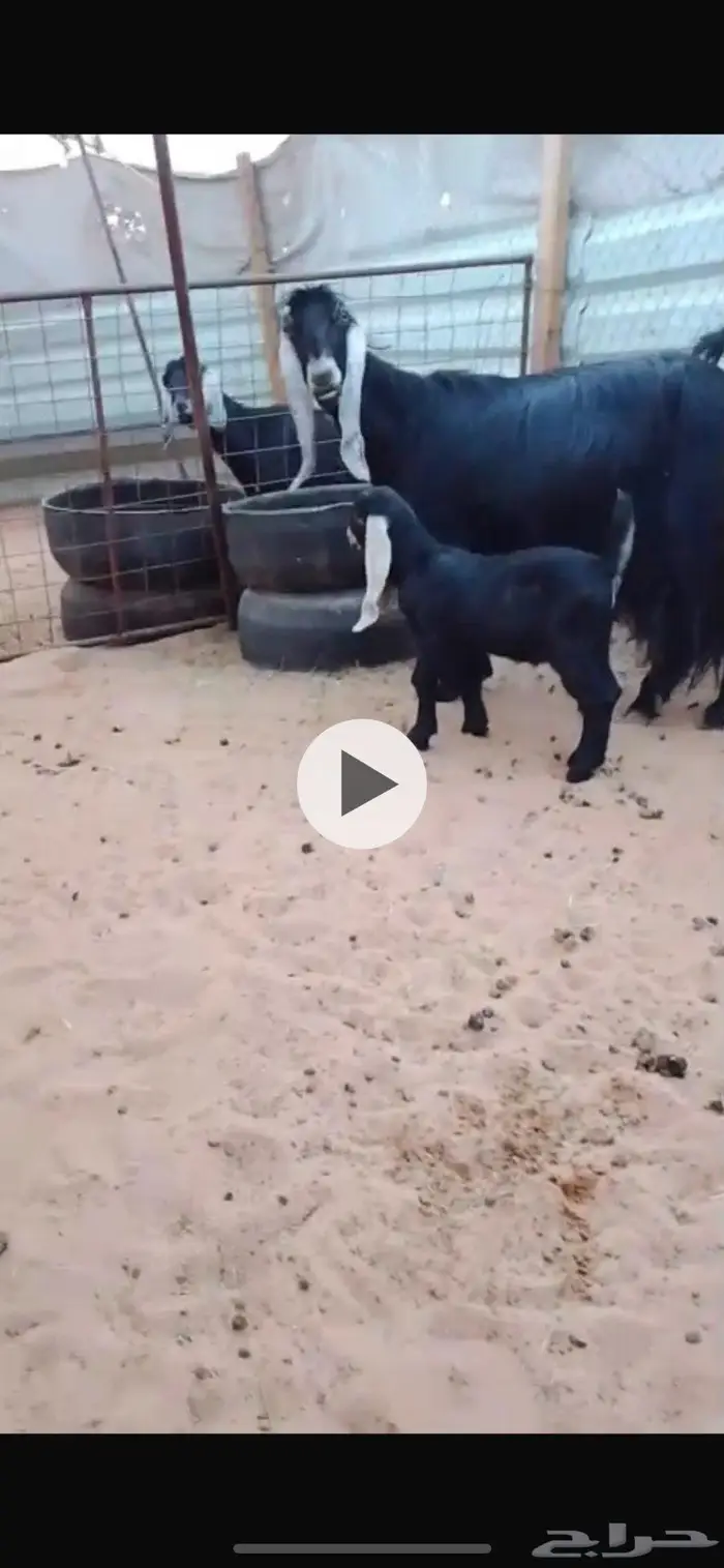 عنز عارضيه متاومه 3